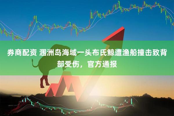 券商配资 涠洲岛海域一头布氏鲸遭渔船撞击致背部受伤，官方通报